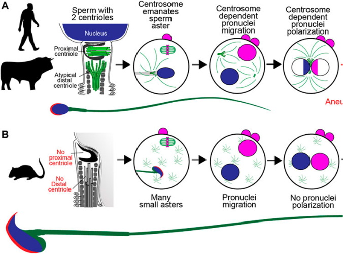 Good_to_know_SPERM1 Good_to_know_SPERM1