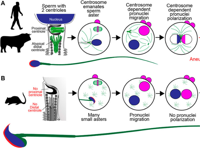 Good_to_know_SPERM1