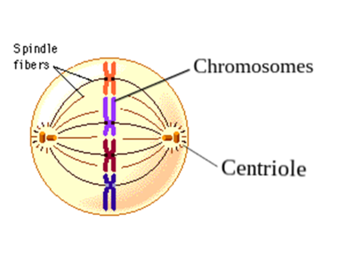 Good_to_know_SPERM2